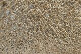 Polished Dinosaur Bone (Gembone) Slab - Morocco #290285-1